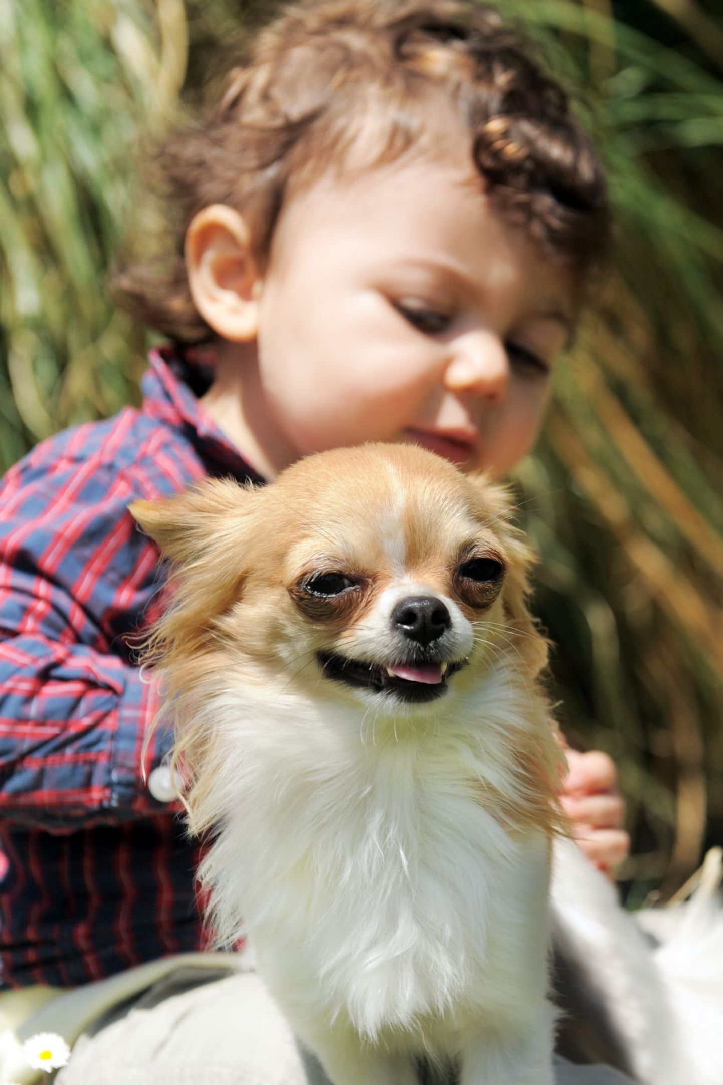 Koer aitab laste immuunsüsteemil areneda.