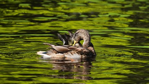 Otrdien bez nokrišņiem, bet ar mainīgu mākoņu daudzumu