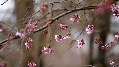 В пятницу в Латвии местами ожидается кратковременный дождь