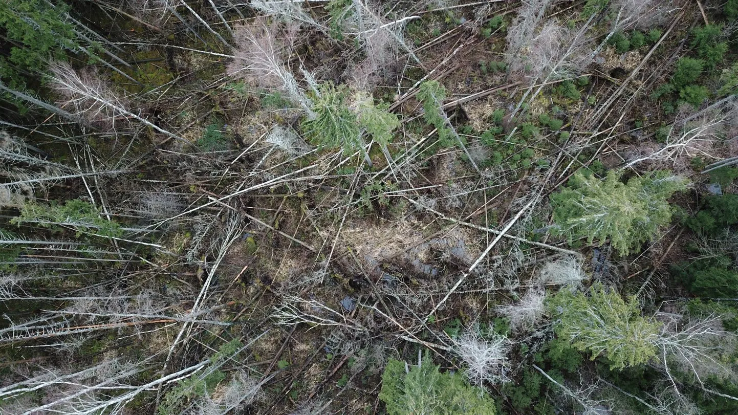 mets, ürask, kooreürask, soomaa
