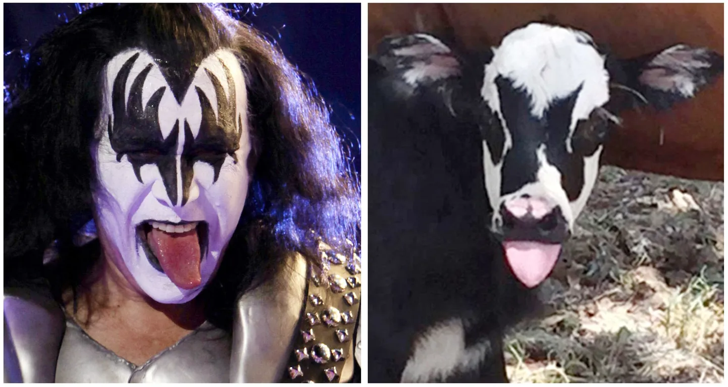 Kissi rokkar Gene Simmons (vasakul) ja vasikas Genie