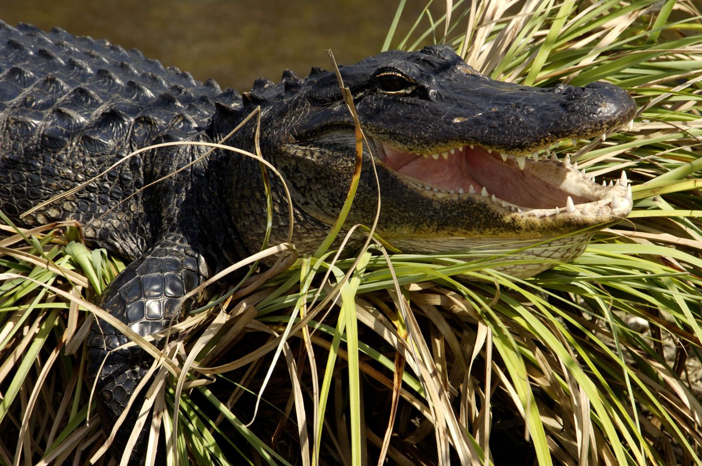 Alligaator Florida Evergladesi rahvuspargis.