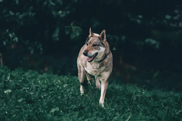 Darja meenutab välimuselt Rootsi põdrakoera, ent tõupabereid tal pole.