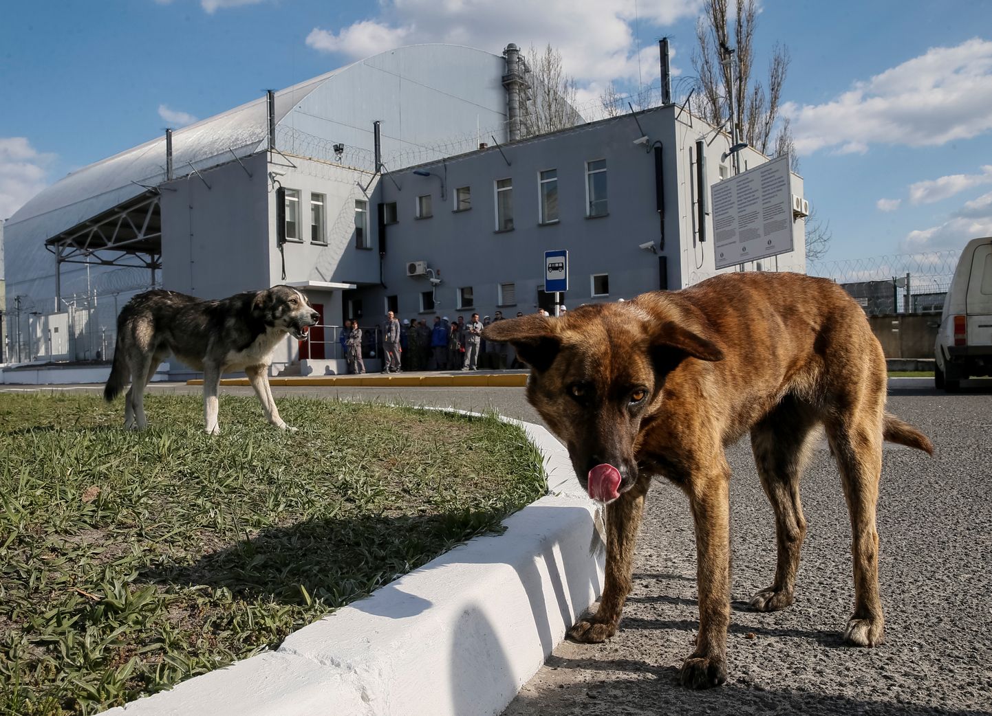 Koerad Tšernobõli tuumaelektrijaama kahjustatud neljanda reaktori juures, Ukrainas Tšernobõlis 20. aprillil 2018.