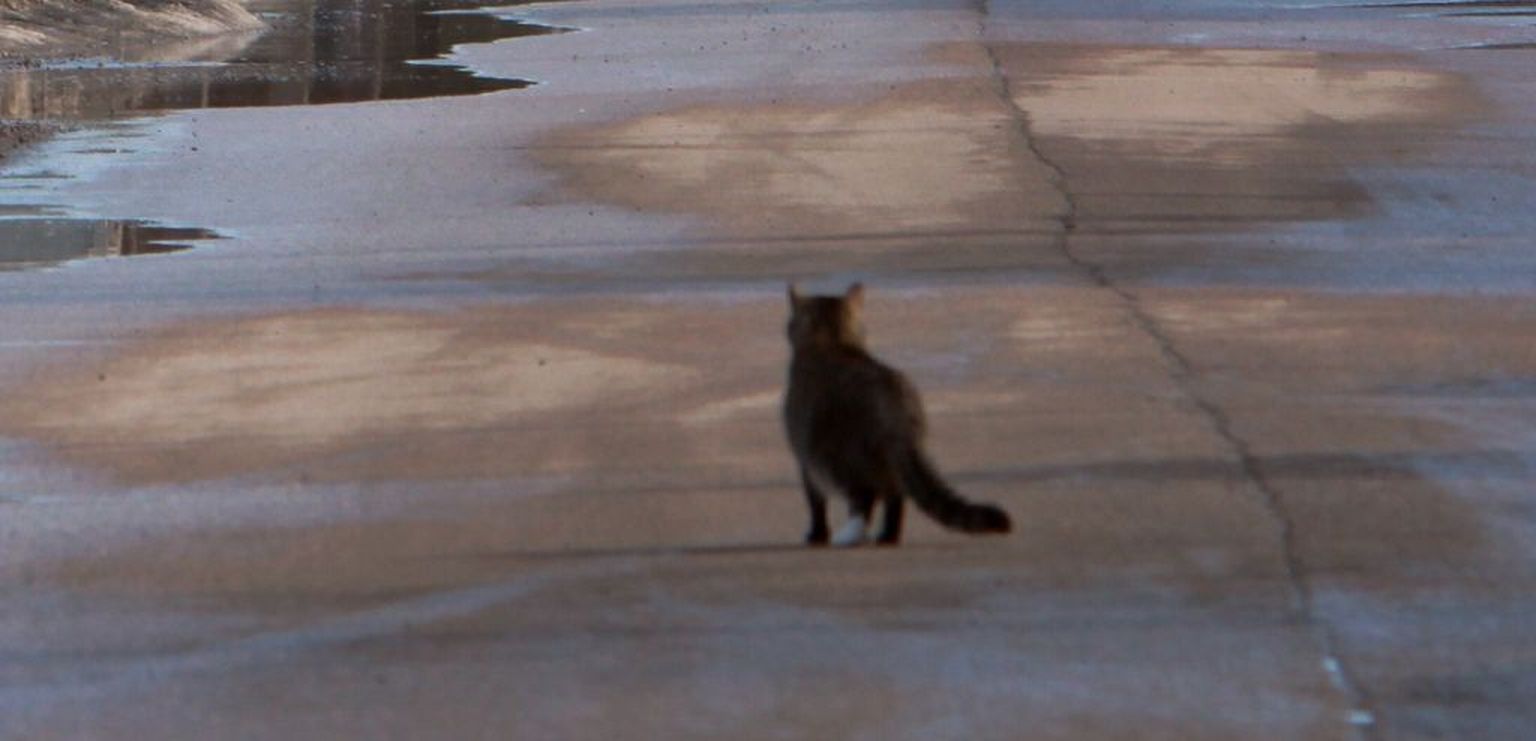 Sõiduteel kõndiv kass. Foto on illustreeriv.