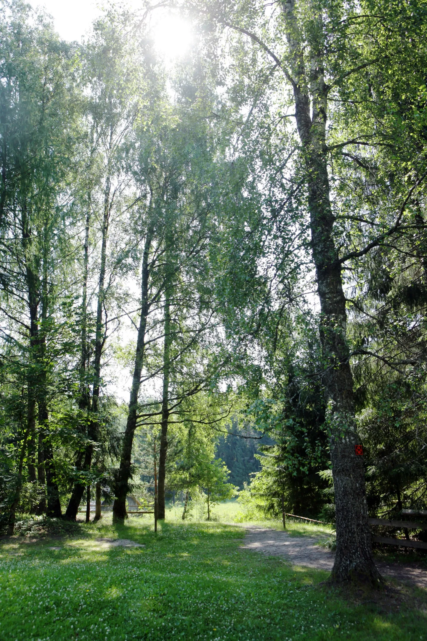 Raksta foto