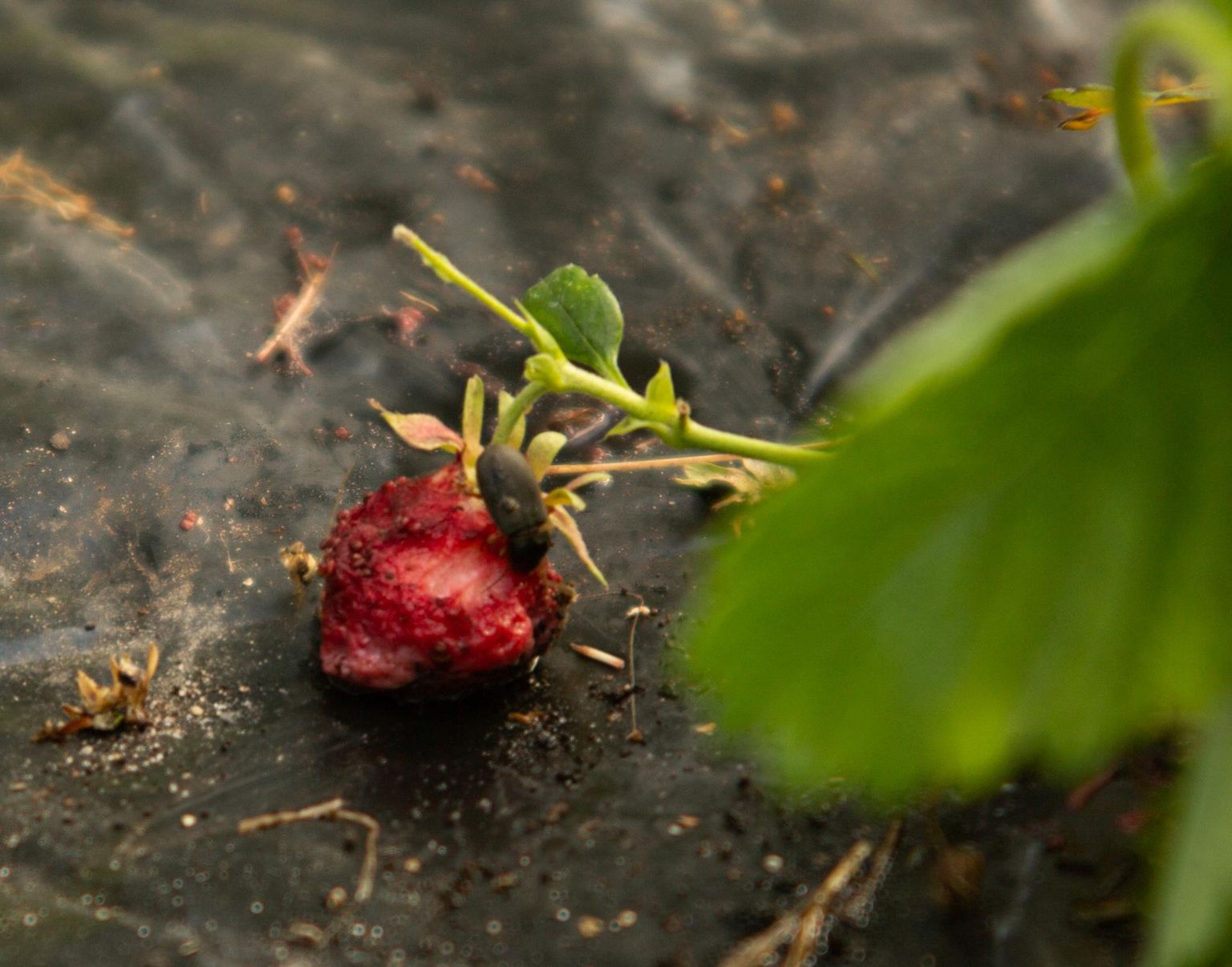 Seemnejooksikud on Jõgevamaal elava Rain Rähni maasikapõllult kõvasti matti võtnud, pererahvale pole suuurt midagi jäänud.