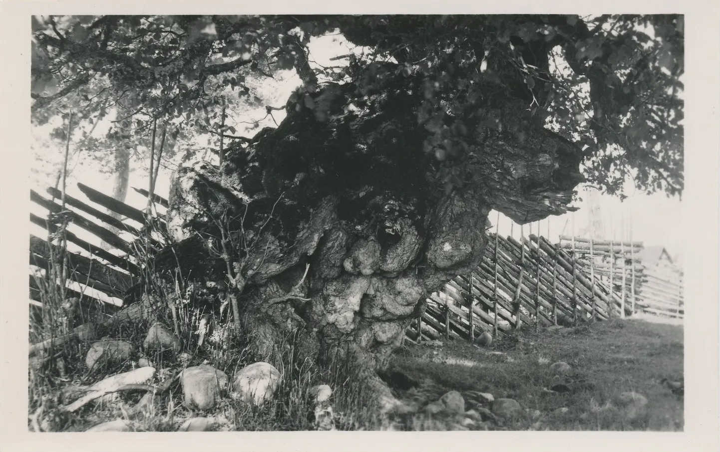 Ülendi ebajumala ehk «äbajumala» tüvi aastal 1939.