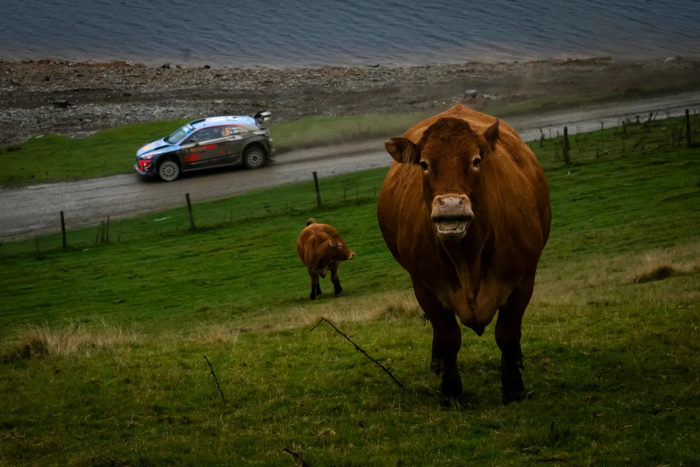 Thierry Neuville ja Walesi põlisasukad.