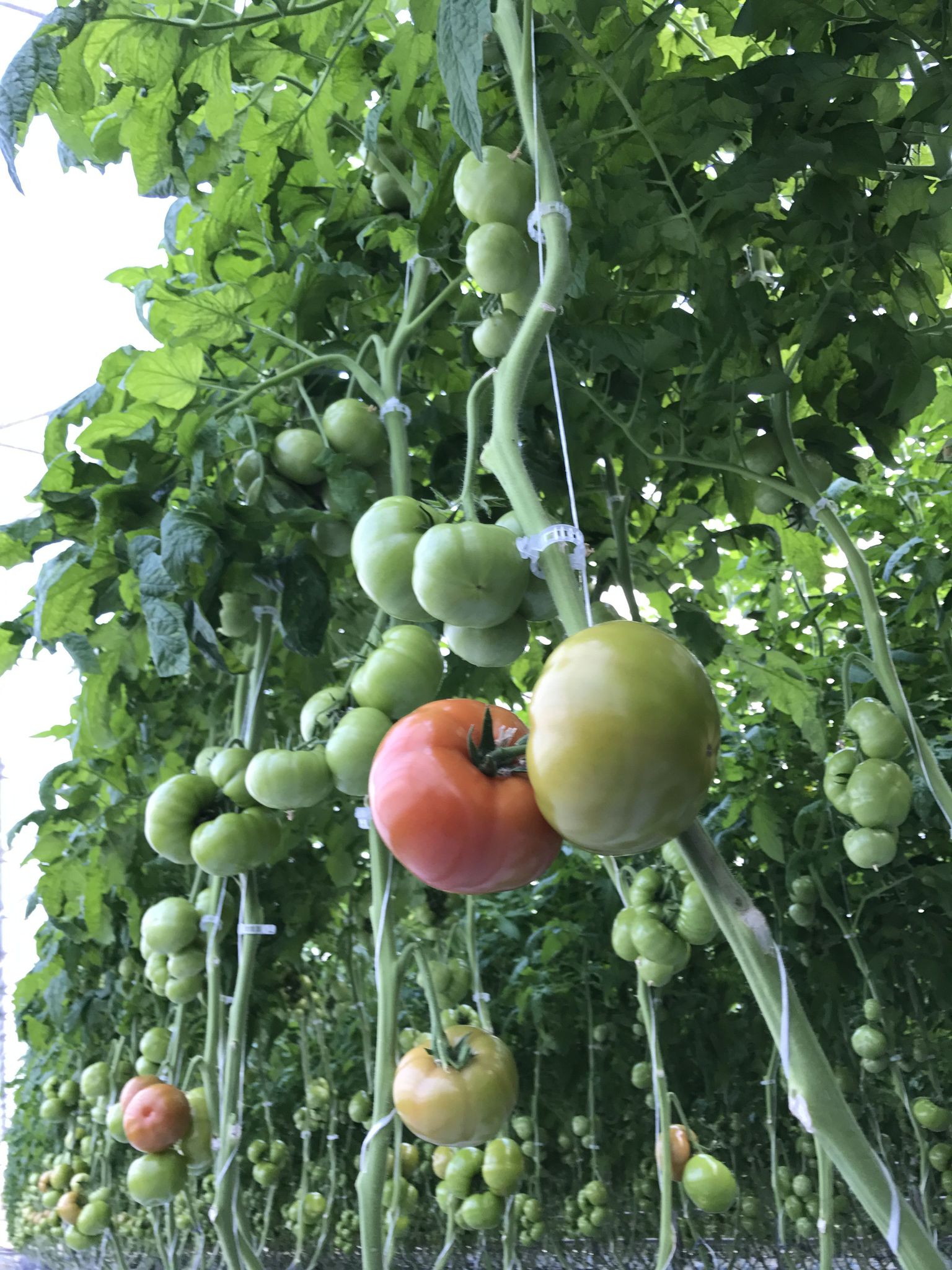 Esimesed tomatid valmisid rekordiliselt vara.