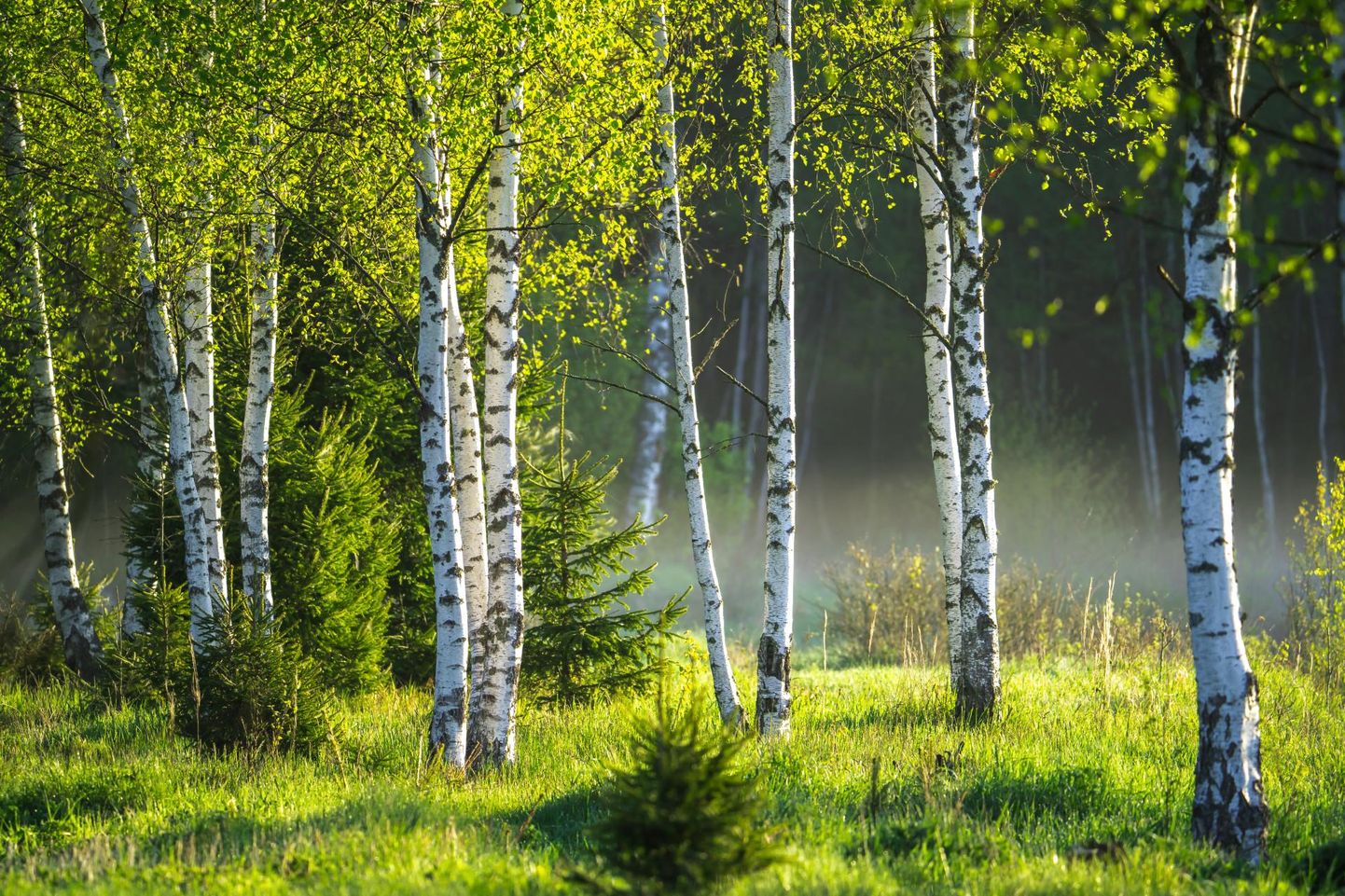 Kase puit on enamasti kvaliteetne ja kõva, ent hinnatakse ka kasetohtu ja kasemahla. Shutterstock