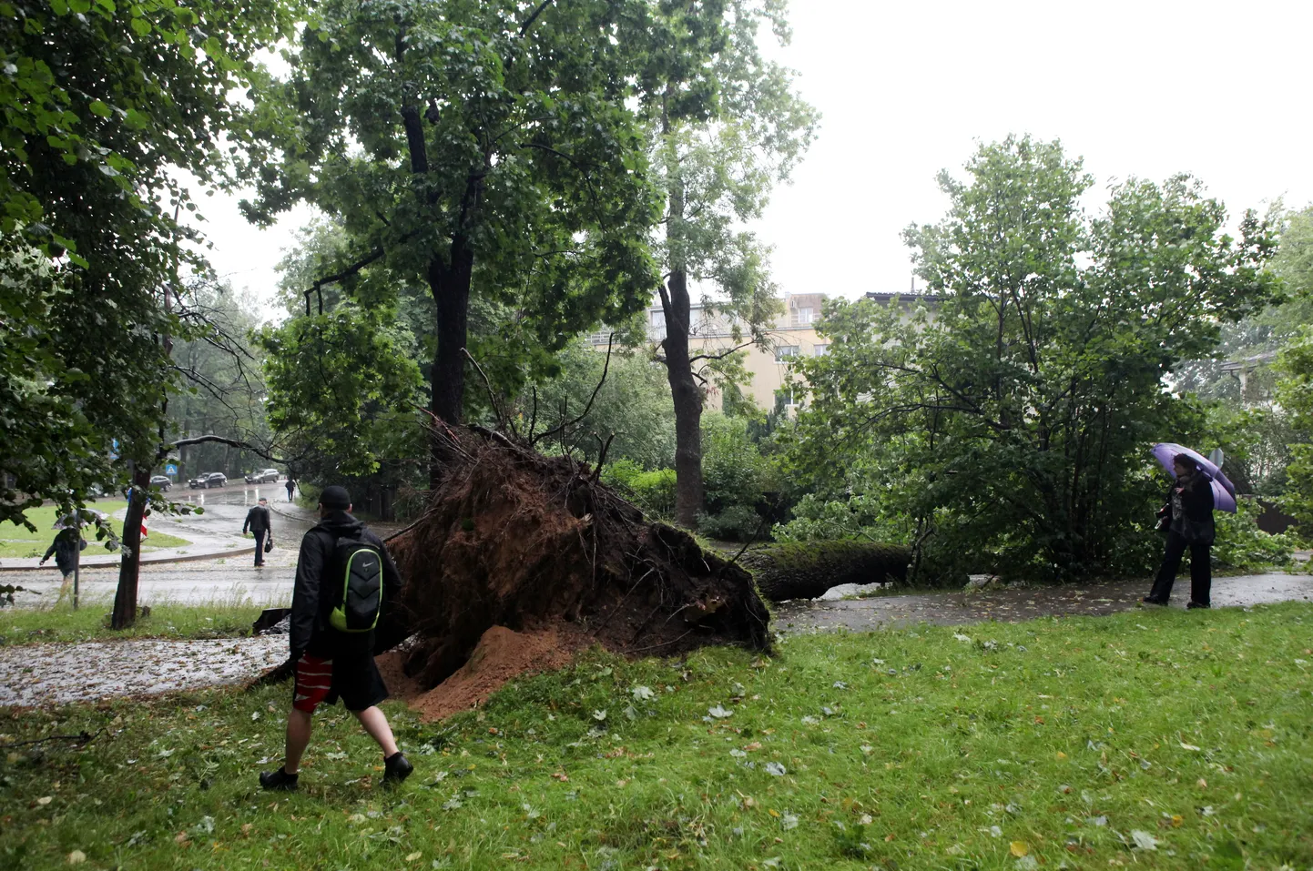 Vētras nogāzts koks Mazajā Nometņu ielā Āgenskalnā.