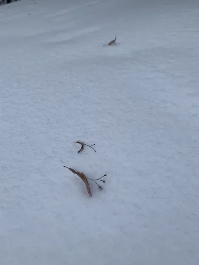 Õues on pärnaviljasadu.