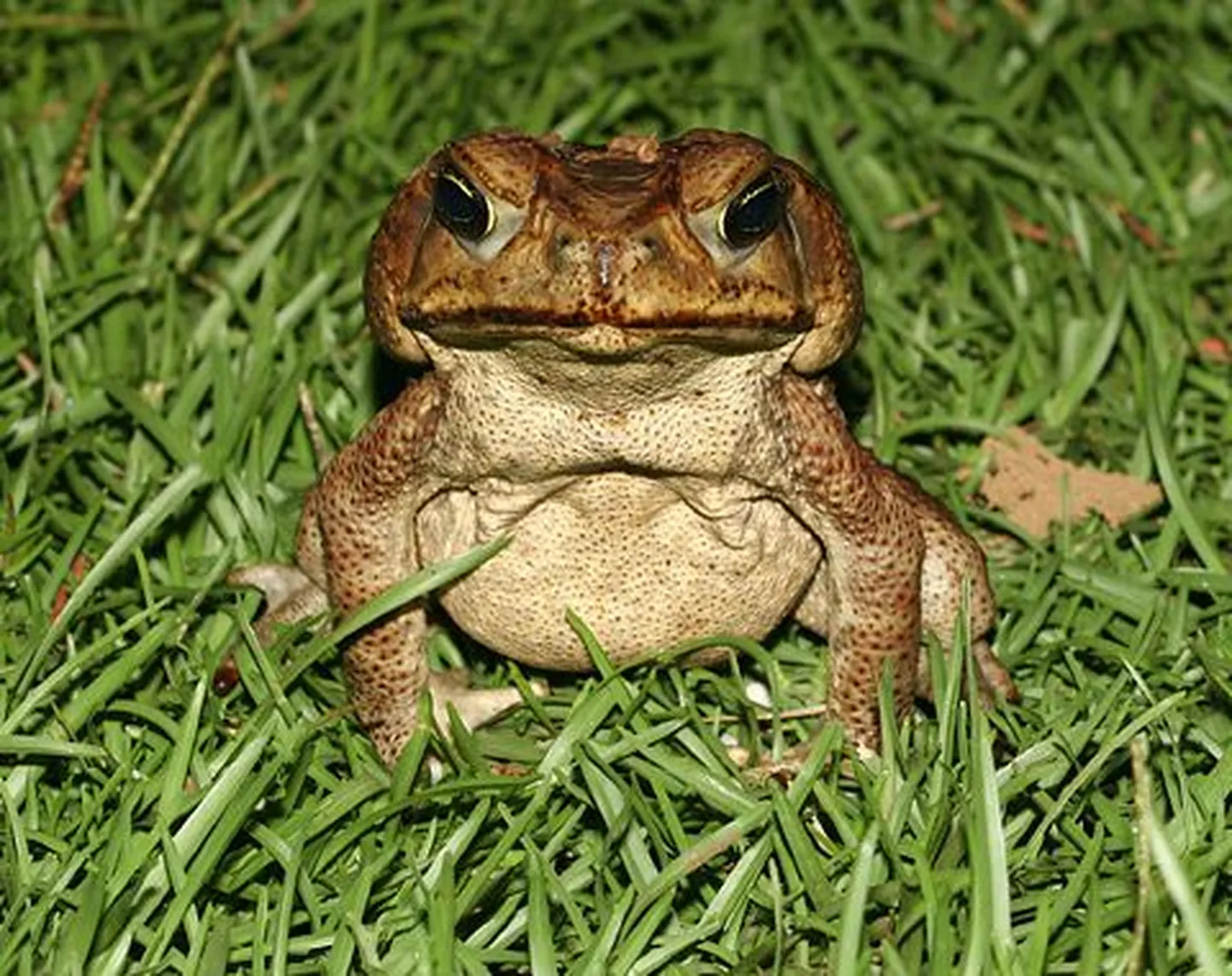 Mürgine aaga (Bufo marinus)