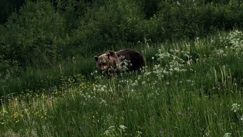 Karu maiustas Tallinn-Tartu maantee ääres võililledega