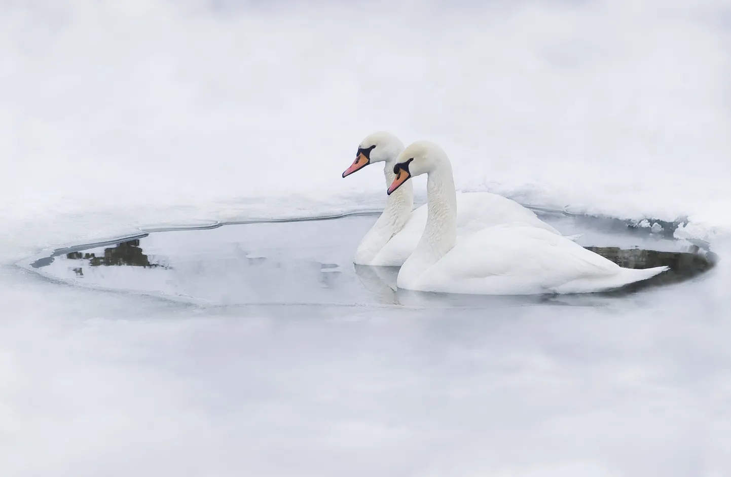Gulbji aizsalstošā ezerā. Ilustratīvs foto