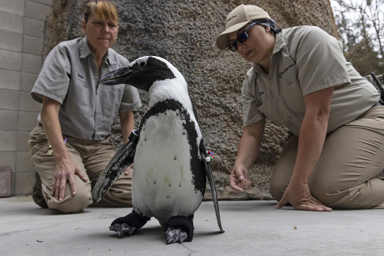 Pingviin Lucas saab tänu eritellimusel valmistatud saapakestele täielikult elu nautida