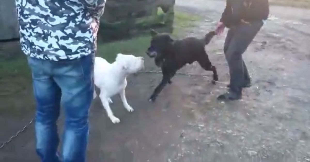 Dog tormenting video triggers murder threats