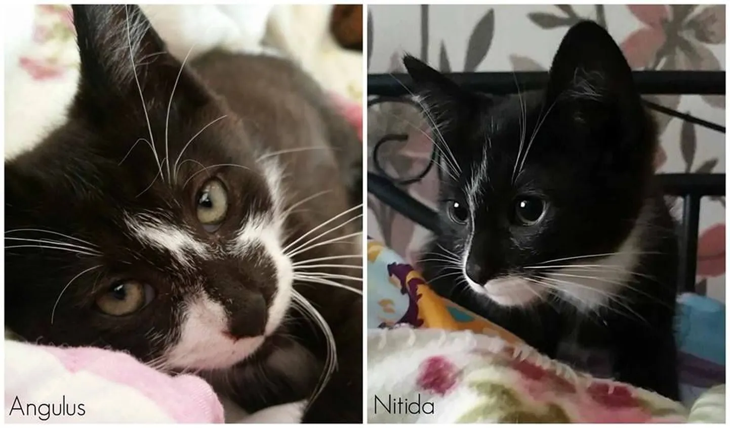 Angulus ja Nitida.
