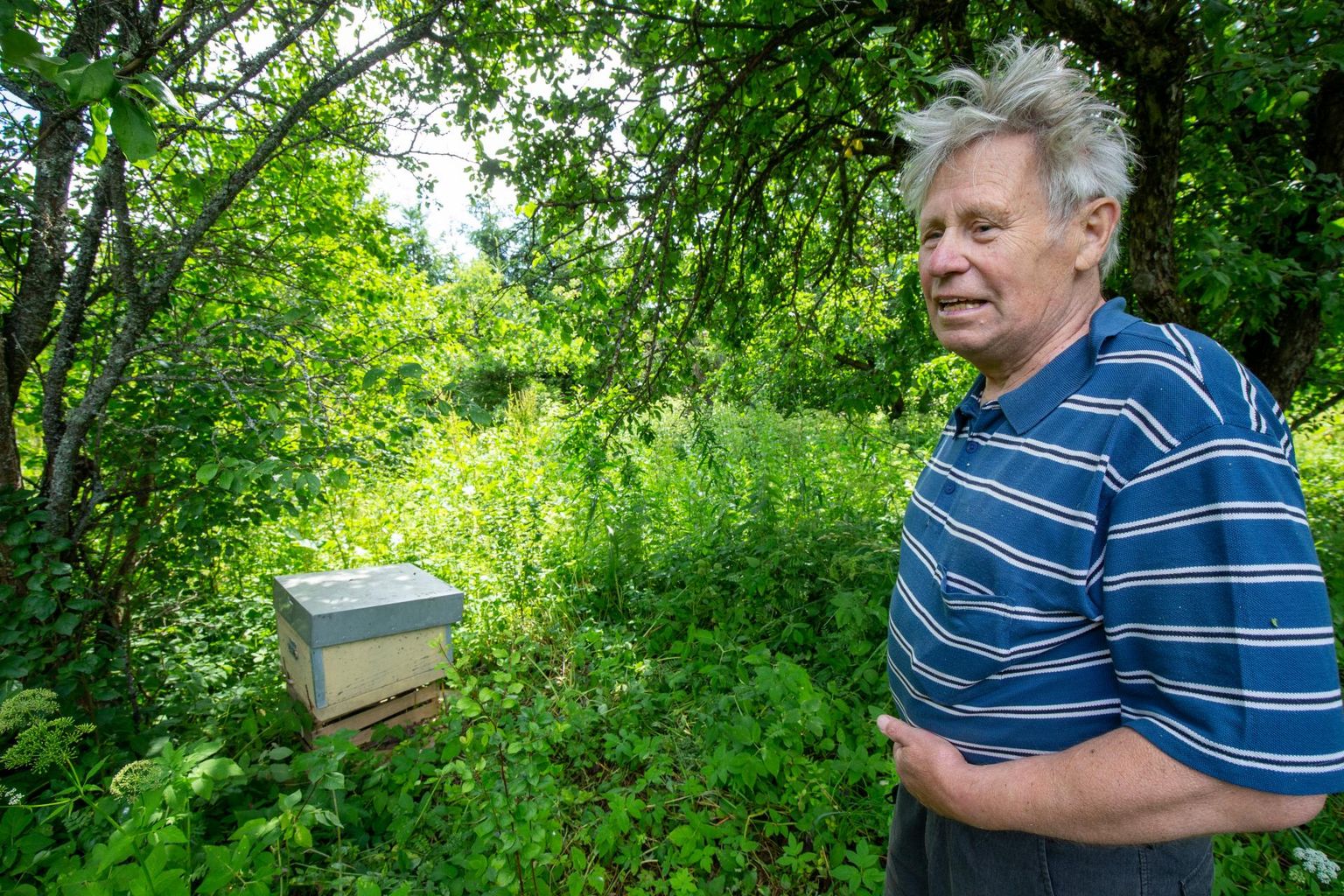 Hobimesinik Rein Pullerits on mesilasi pidanud ligi 40 aastat ning eelmine nädal oli esimene kord, mil karu tema aias mesitaru laiali lõhkus.