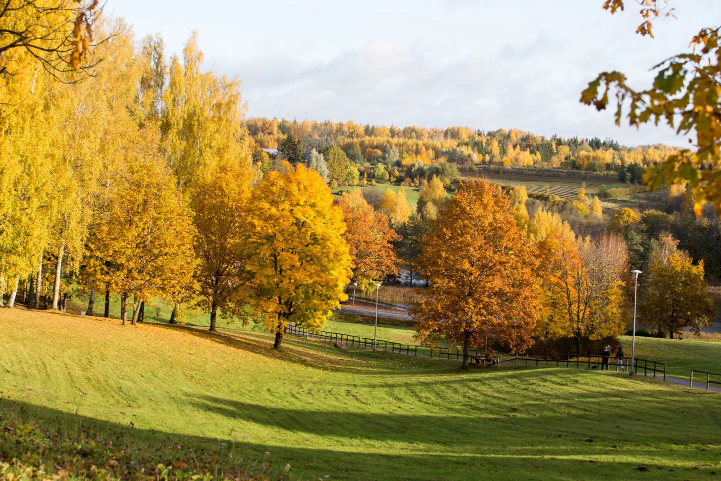 Kollane värv on puulehtedes olemas tegelikult kogu suvi.