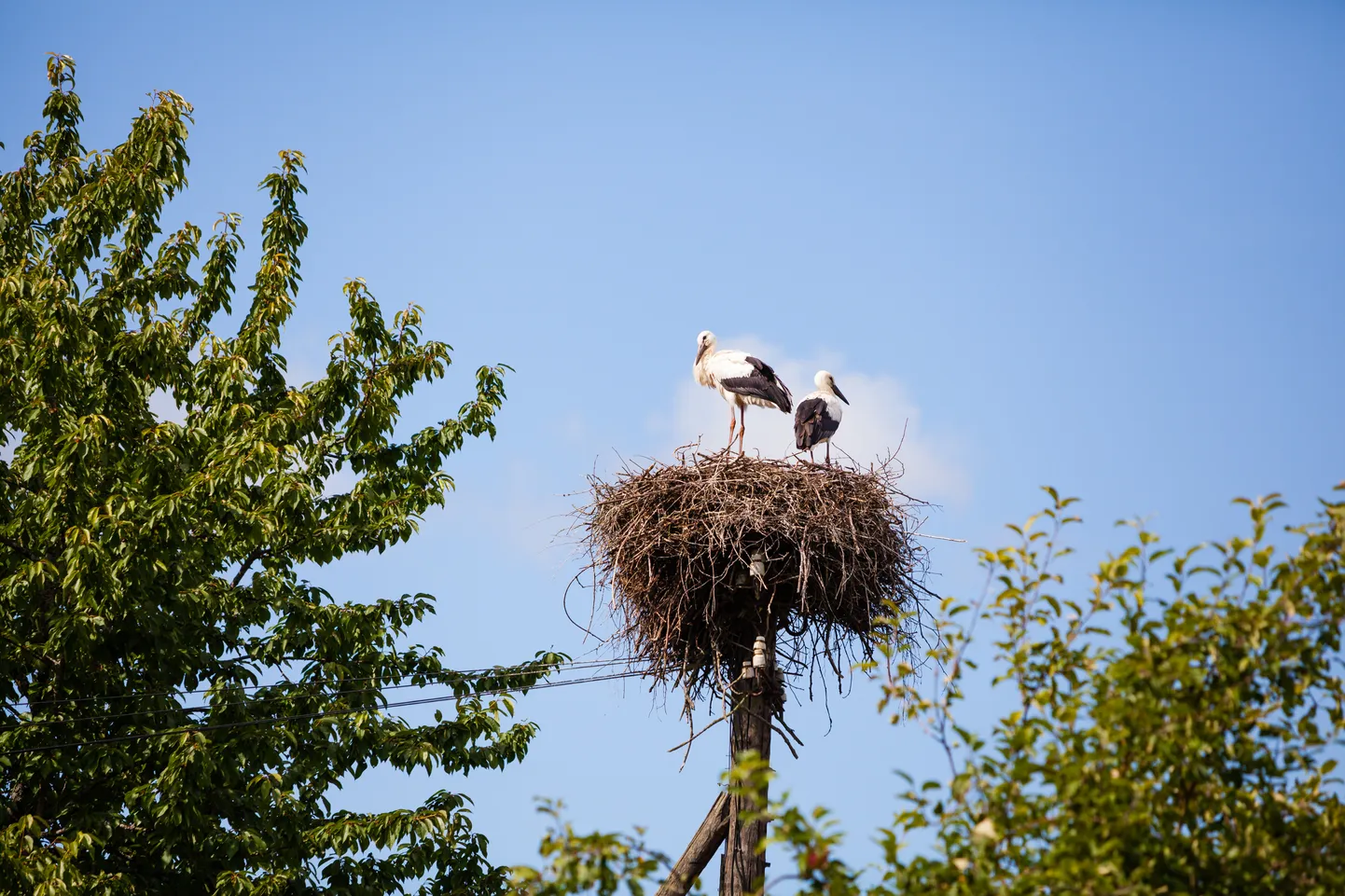 Raksta foto