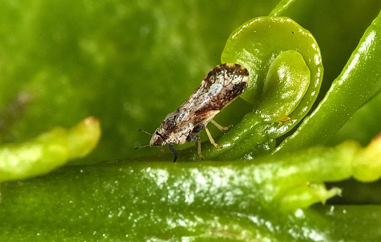 Haiguse peamine levitaja on Diaphorina citri.