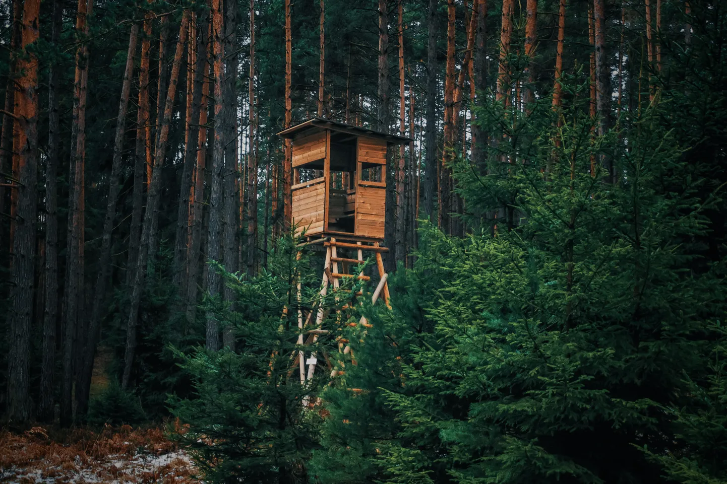 Raksta foto