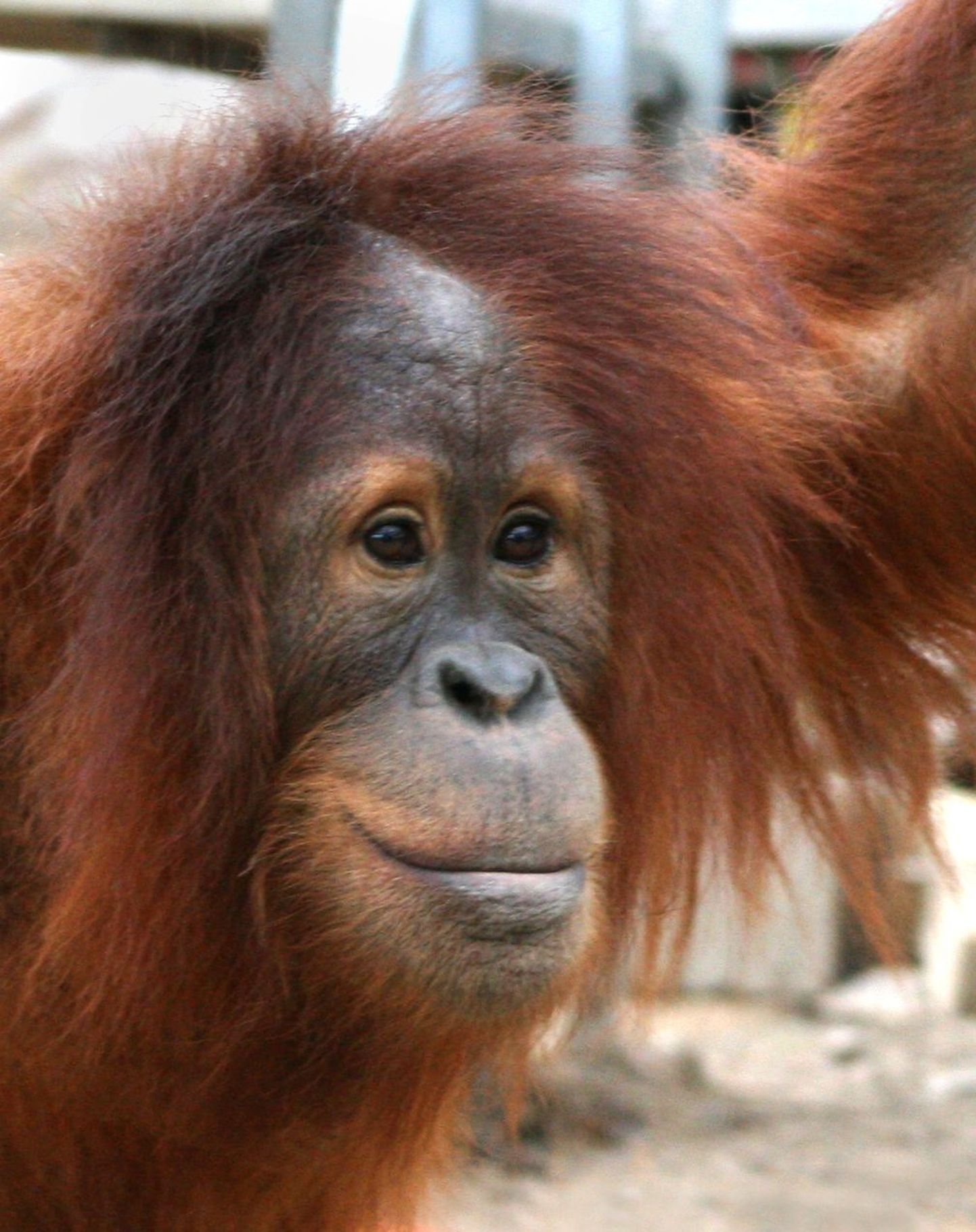 Kolmeaastane orangutan Rocky lahkub Hollywoodist