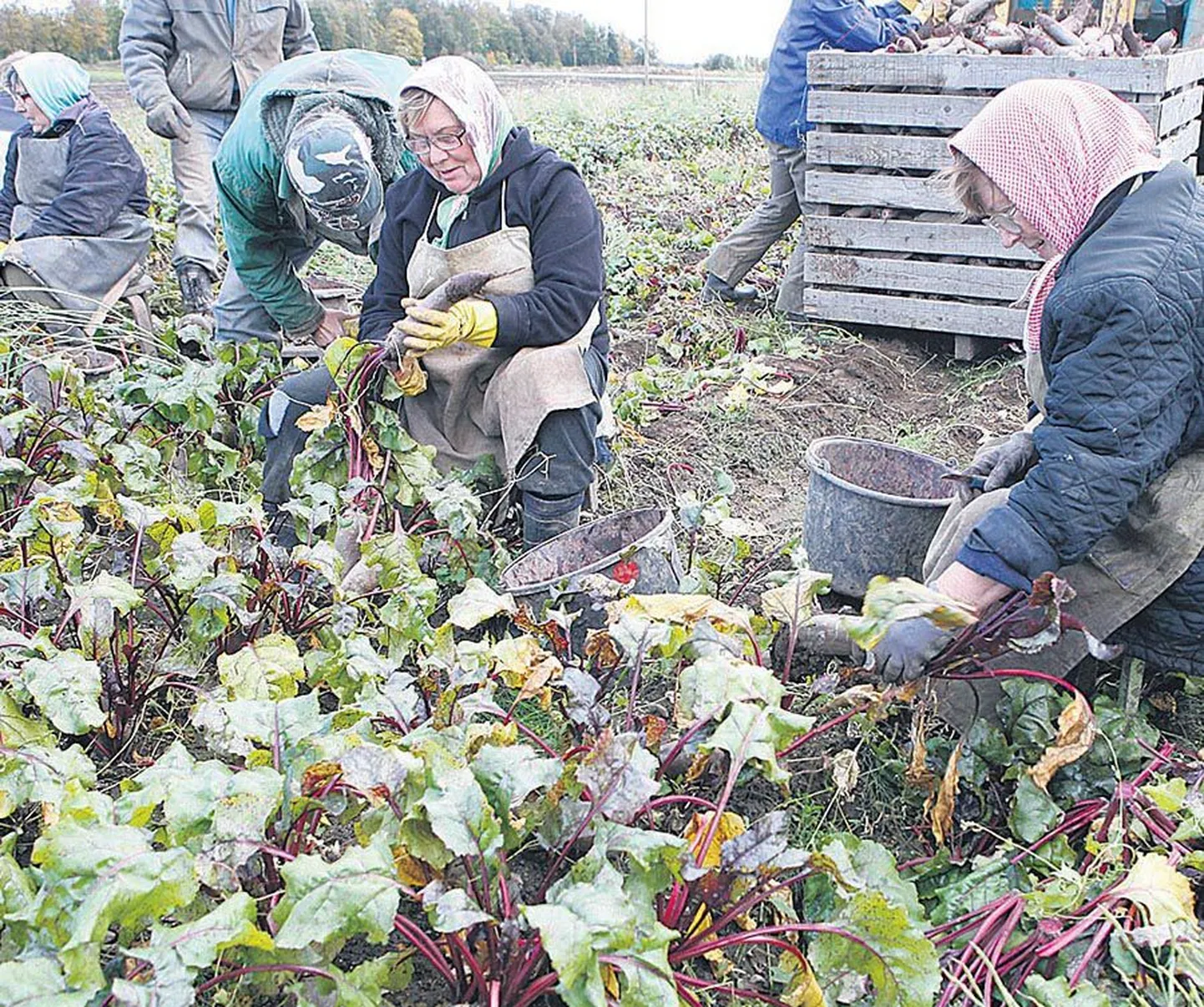 Väike-Saare talu põllul koristavad punapeeti Meleski kandi naised, kes ei pea käsitsitööd sugugi kontimurdvaks.