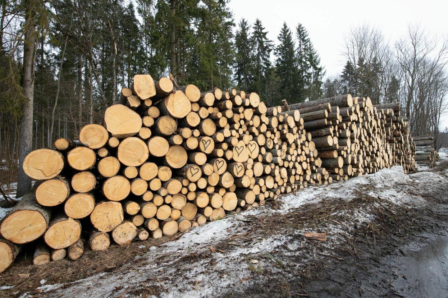 Keskkonnaminister Erki Savisaar tõstis just riigimetsa raiemahtu, kuigi viimasel viiel aastal on Eesti metsatagavara pidevalt kahanenud.