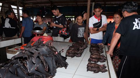 Indoneesia turgudelt pole nahkhiired kuhugi kadunud