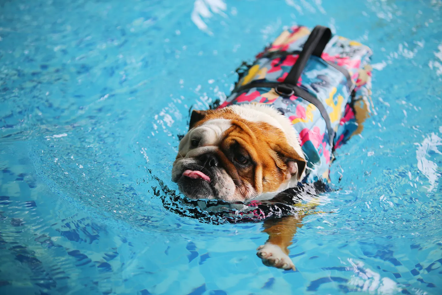 Ujumisvestiga buldog.