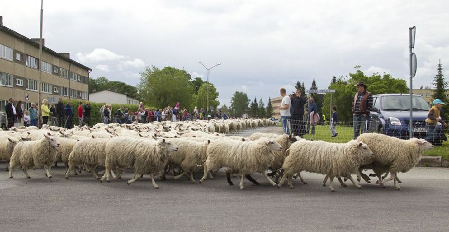 Lambad jõuavad Sõmerus peetavale festivalile uhkes rongkäigus lähedal asuvatelt Rägavere mõisa maadelt.