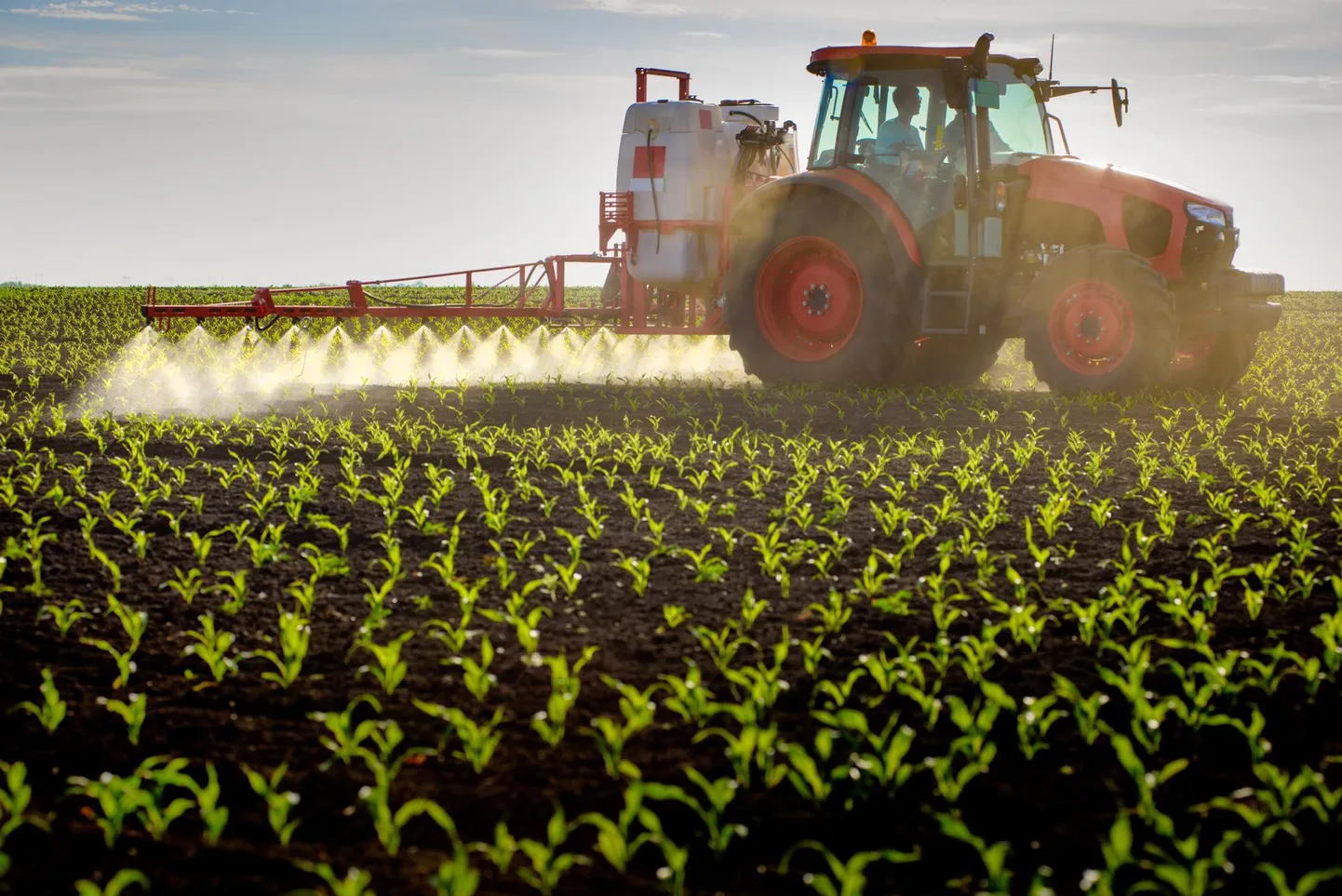 Traktor pritsib noort maisipõldu pestitiididega, et umbrohud ei kasvaks liiga suureks ega hakkaks kultuurtaimega konkureerides
saaki mõjutama.