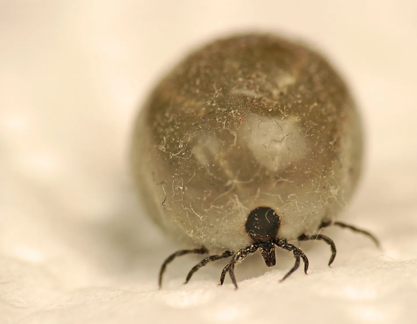 Uus arendatav borrelioosivaktsiin mõjub puugi sees.