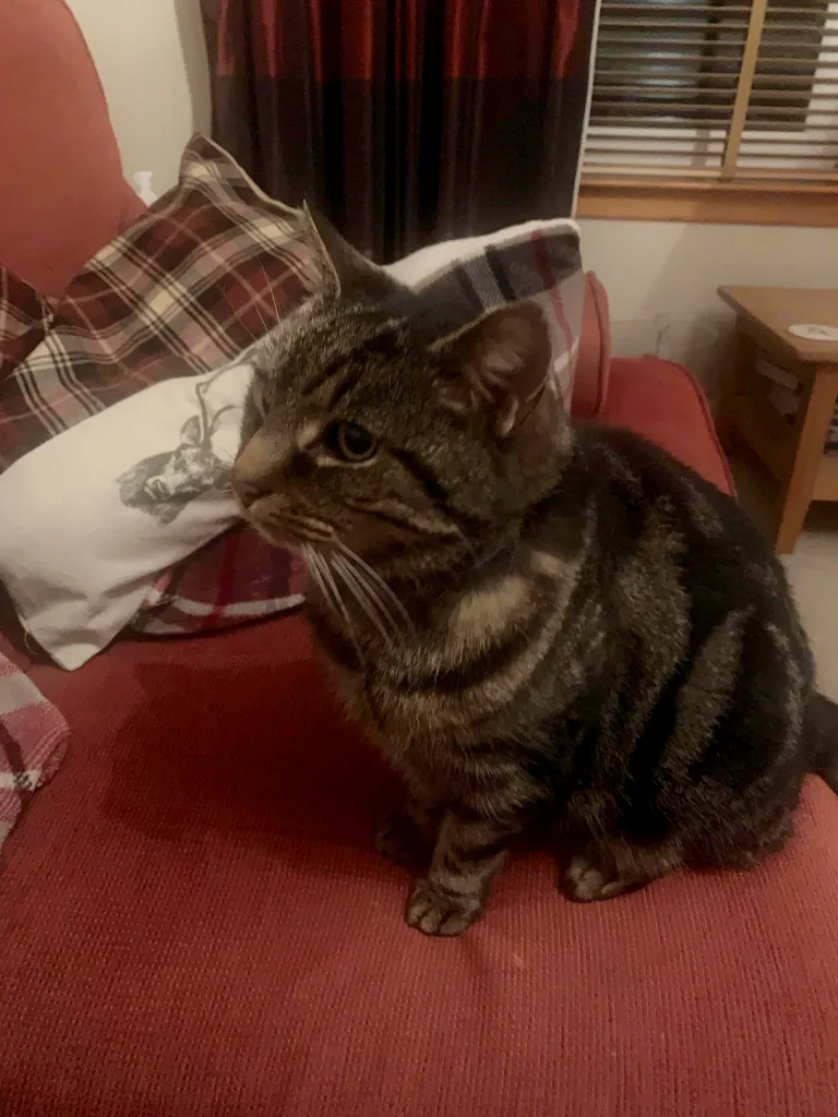 Fergus on üle kümne aasta tagasi oma päriskodus
