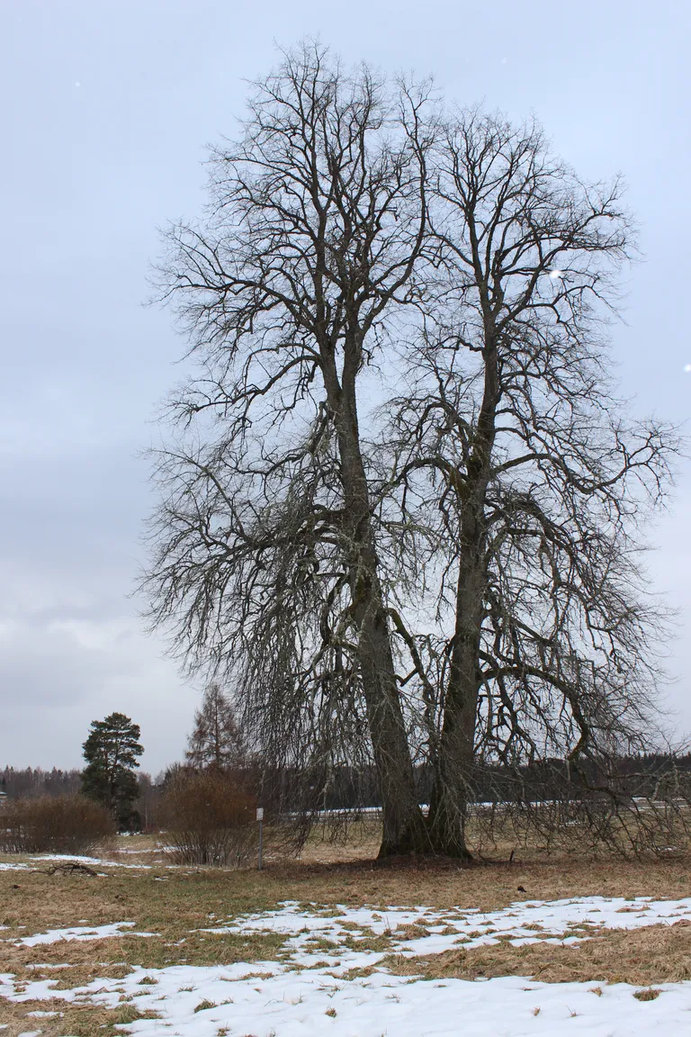 Jakobsoni abielupärn.