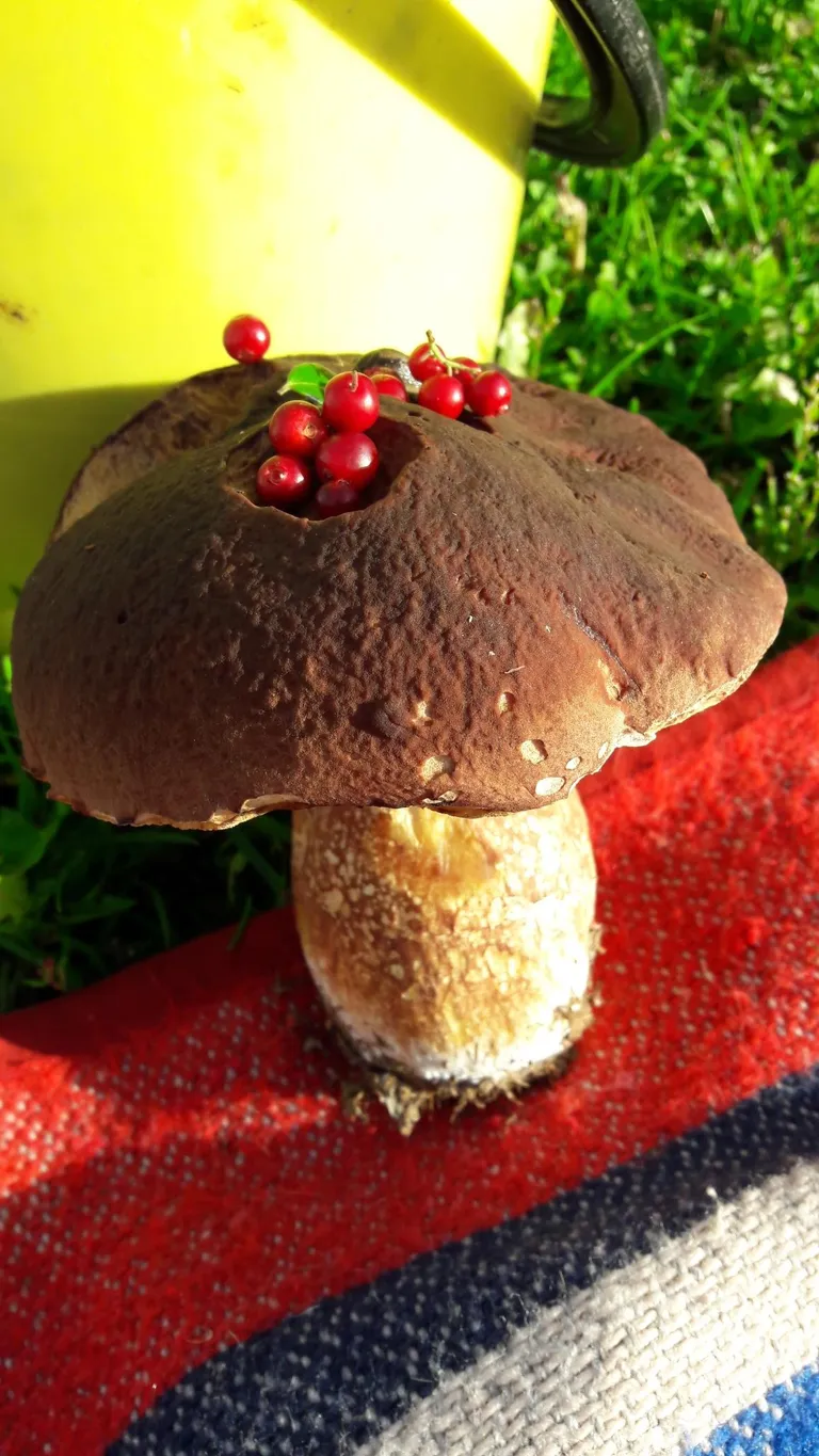 Puravik ja pohlad. Tänavu septembrikuus Saaremaal, Karja metsas.