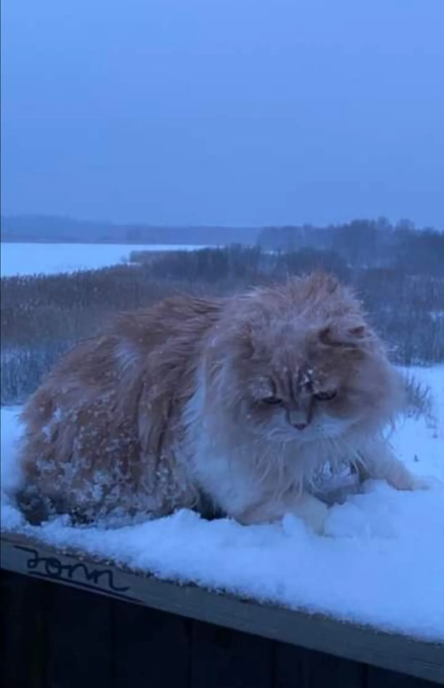 Kass Tuulte Roosi linnusvaatlustornis.