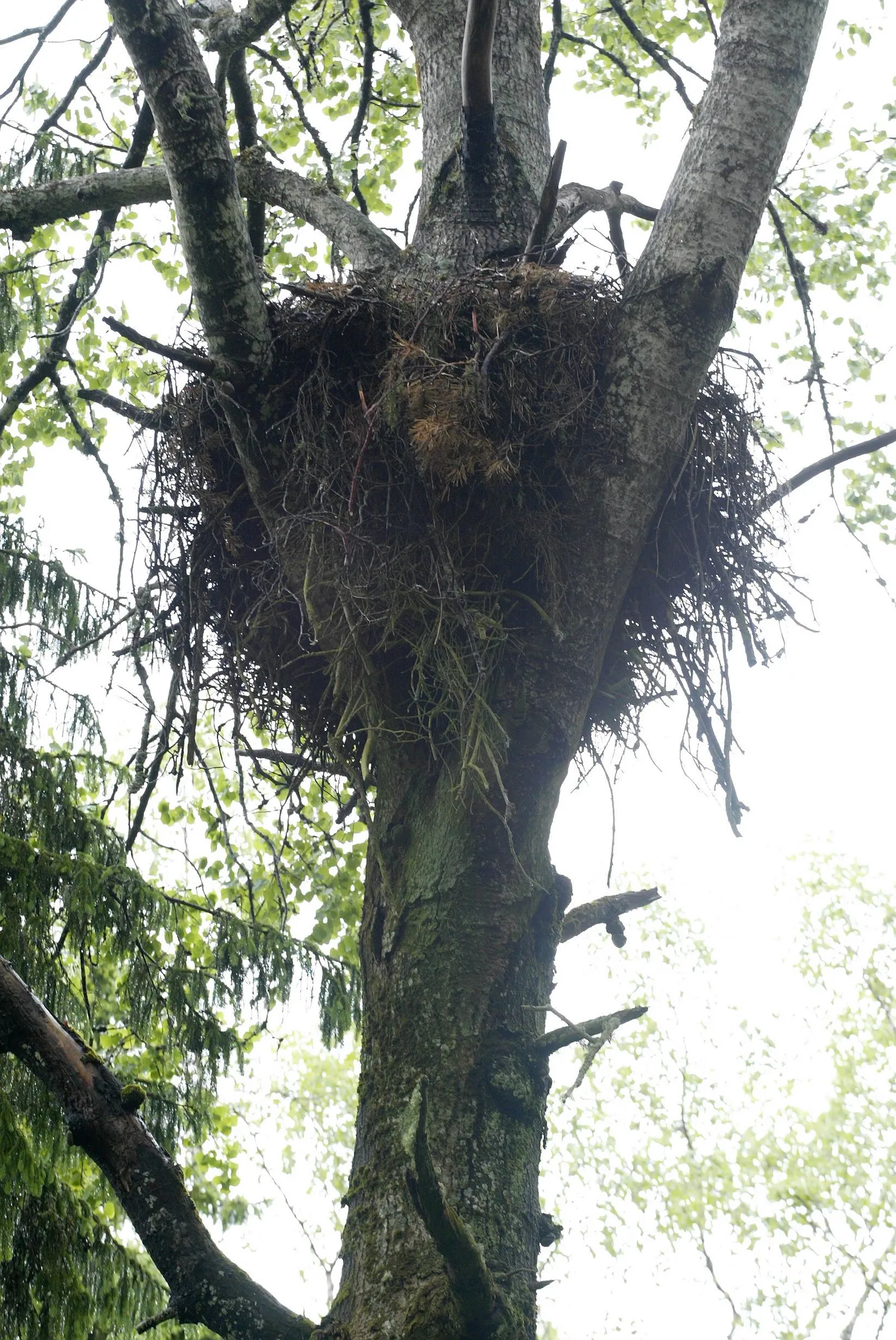 Kotkapesa.