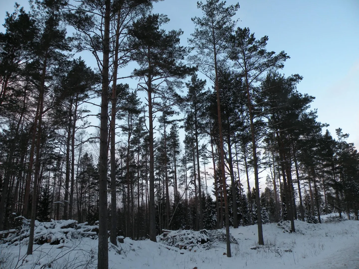 RMK asub koostöös Eesti maaülikooliga Häädemeeste luitemetsas valikraiet katsetama.
