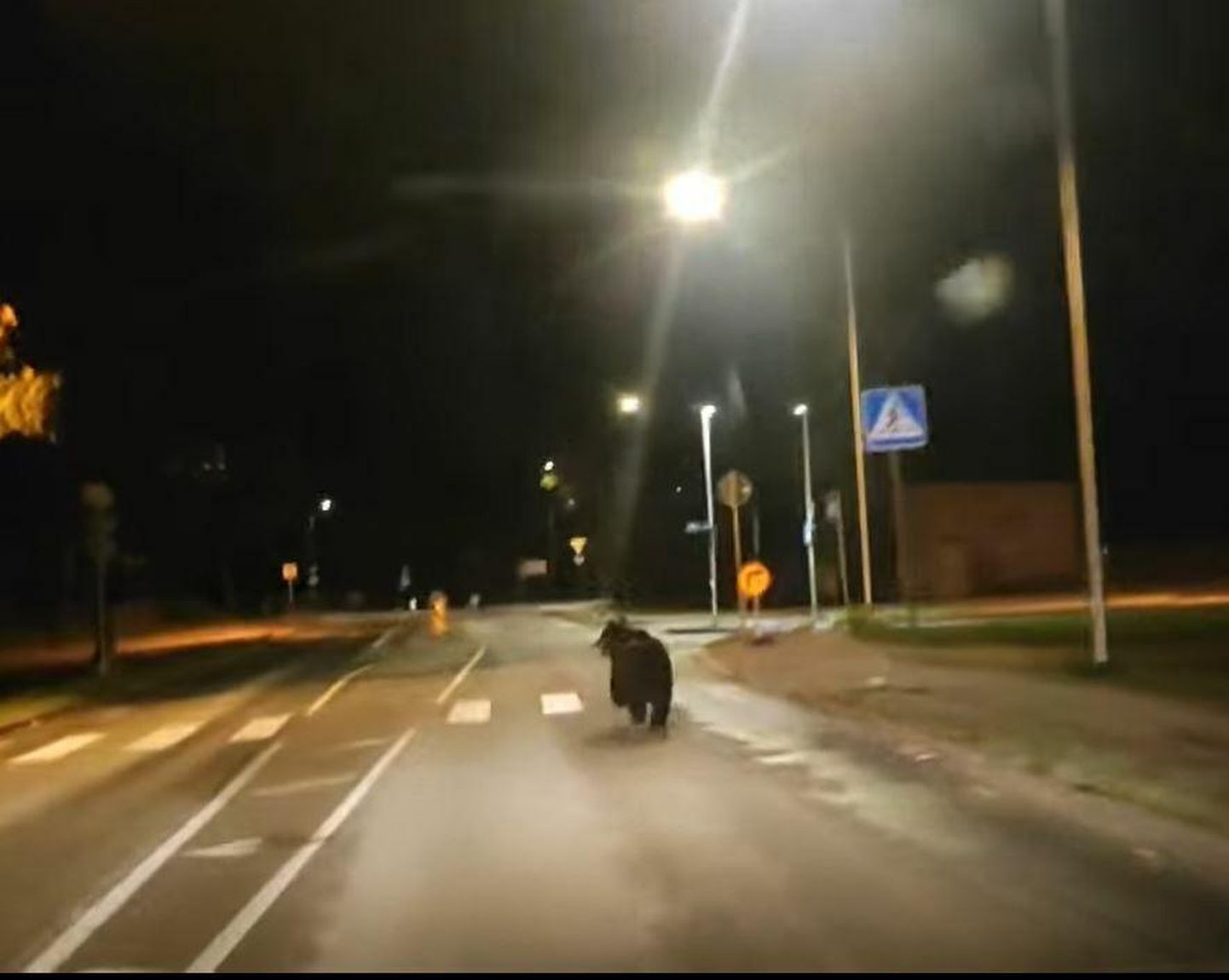 18. septembri pühapäeva varahommikul jäi karu kaamera ette Aardla tänaval auto ees joostes.