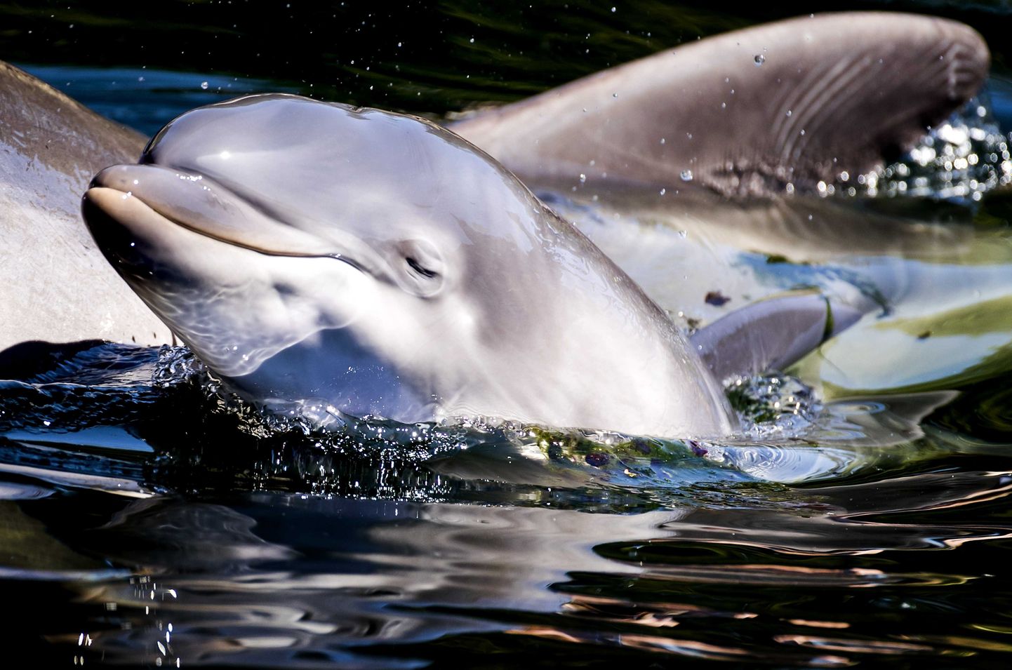 Delfiinid.