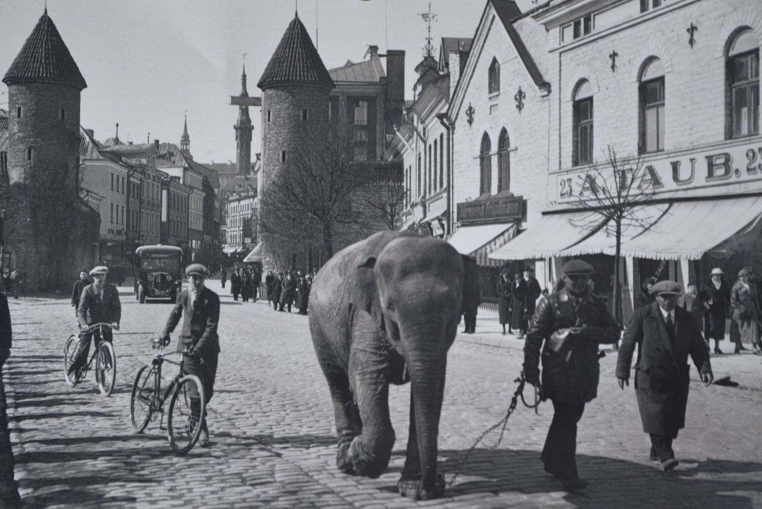 Elevant Viru tänaval 1937