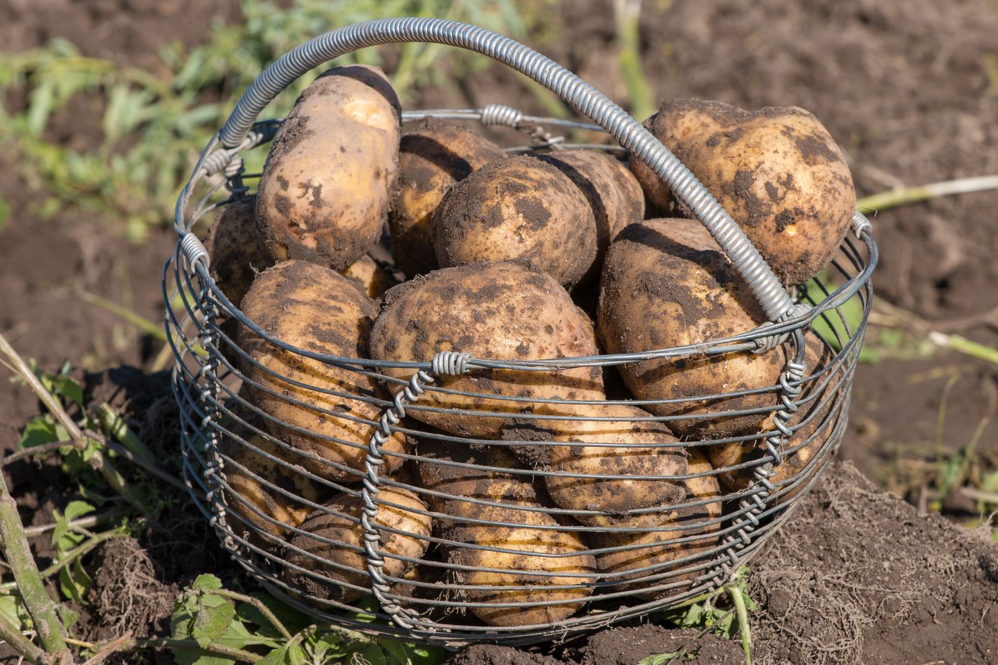 Kindlustustoetust lubatakse ka kartulikasvajatele.