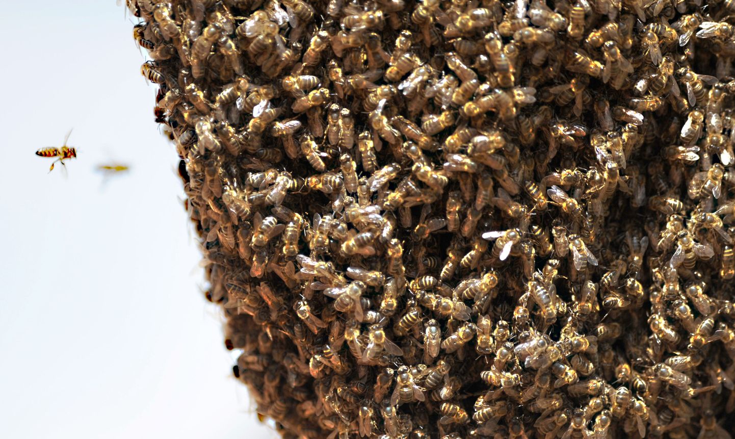 Ameeriklane sai mesilastelt üle 200 korra nõelata