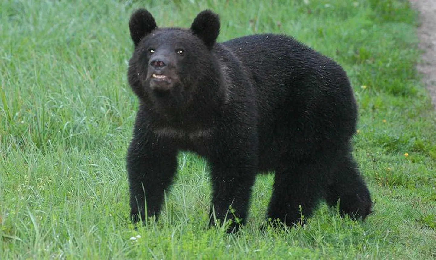 Медведь.