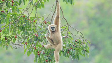 Loomaaed segaduses: kuidas jäi tiineks ahv, kes oli kaks aastat üksinda puuris?
