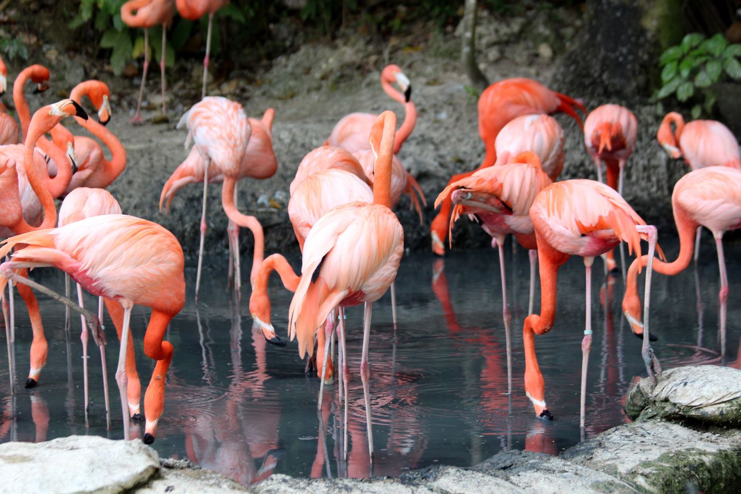 Flamingo, ilustratīvs attēls